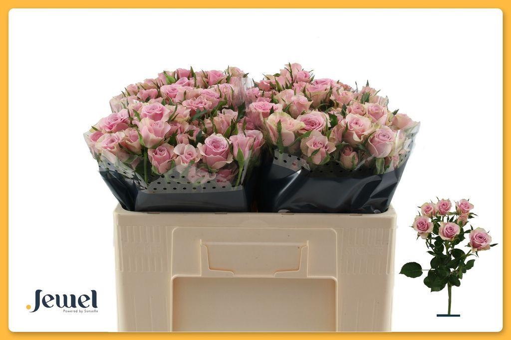 Срезанные цветы оптом Rosa spray leila от 50шт из Голландии с доставкой по России