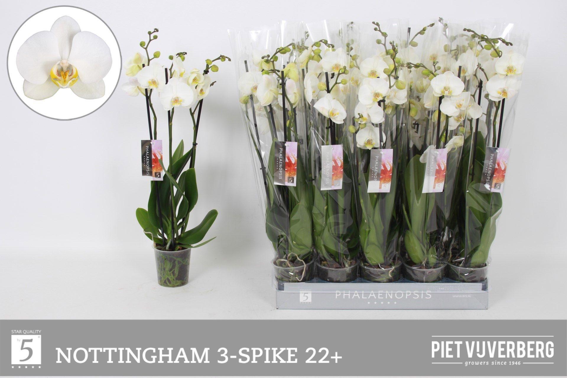 Горшечные цветы и растения оптом Phal An Nottingham от 10шт из Голландии с доставкой по России