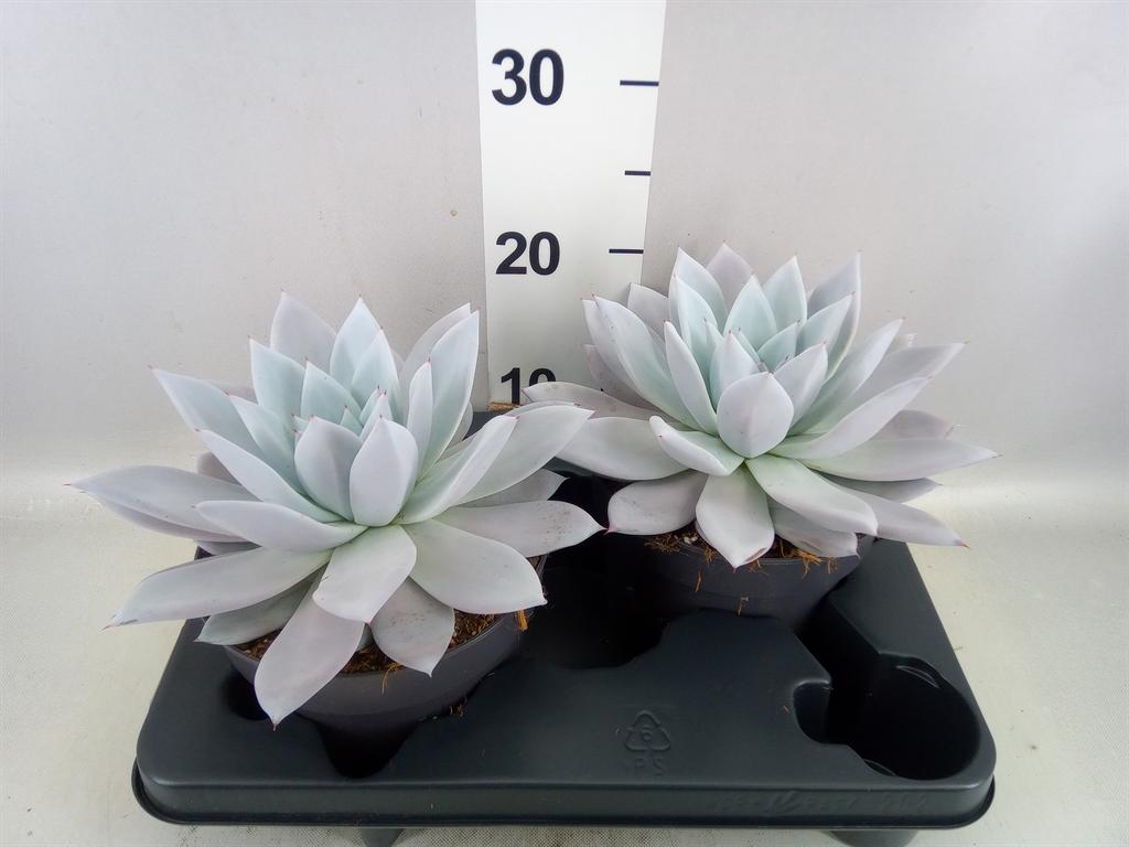 Горшечные цветы и растения оптом Echeveria mexican Giant от 2шт из Голландии с доставкой по России