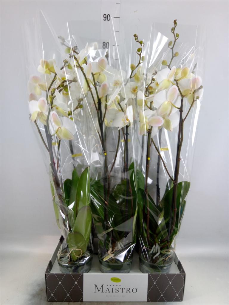 Горшечные цветы и растения оптом Phalaenopsis   ...white от 6шт из Голландии с доставкой по России