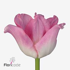 Срезанные цветы оптом Tulipa co crown of dynasty от 50шт из Голландии с доставкой по России