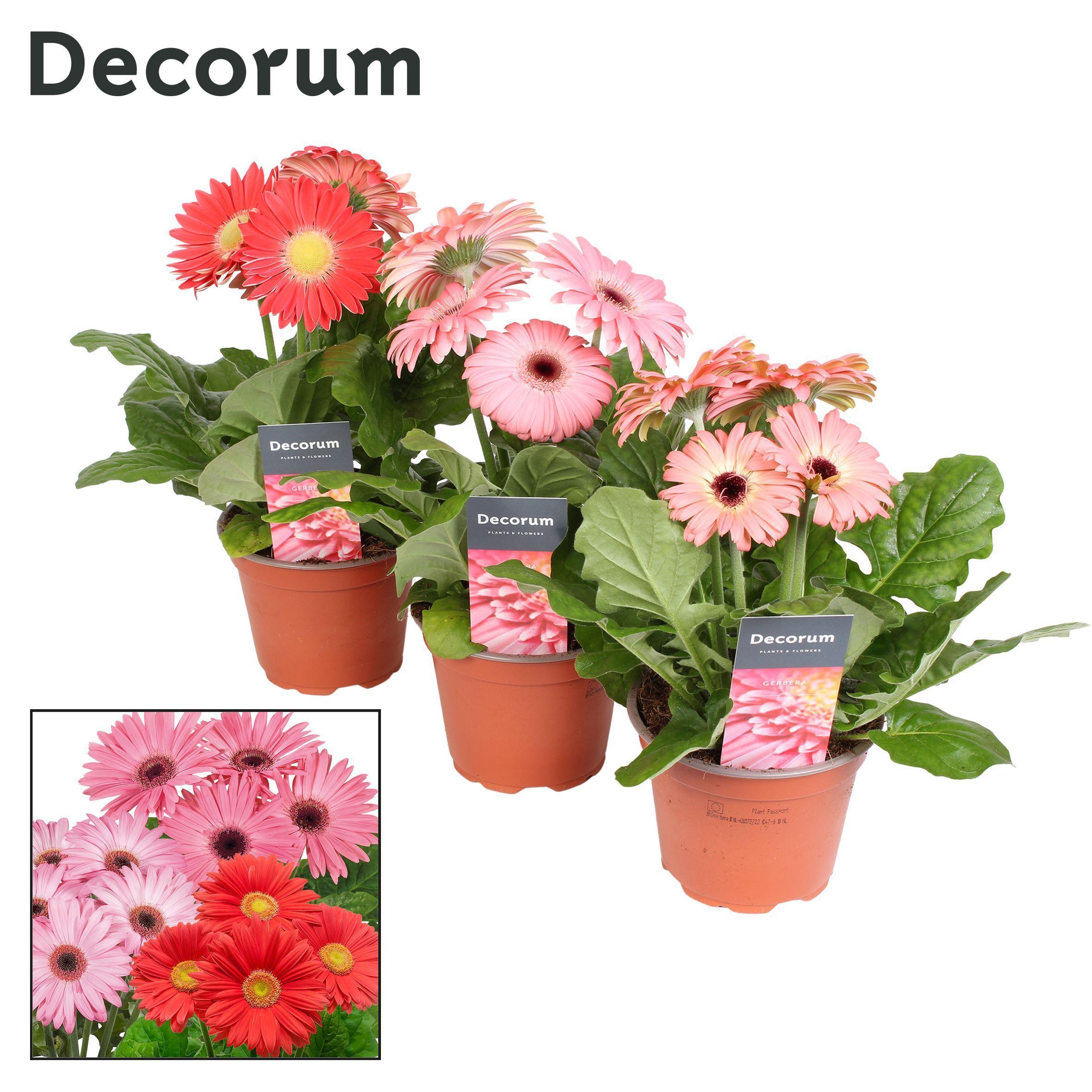 Горшечные цветы и растения оптом Gerbera Pink Mix 2+ (decorum) от 1шт (для телеги) из Голландии с доставкой по России