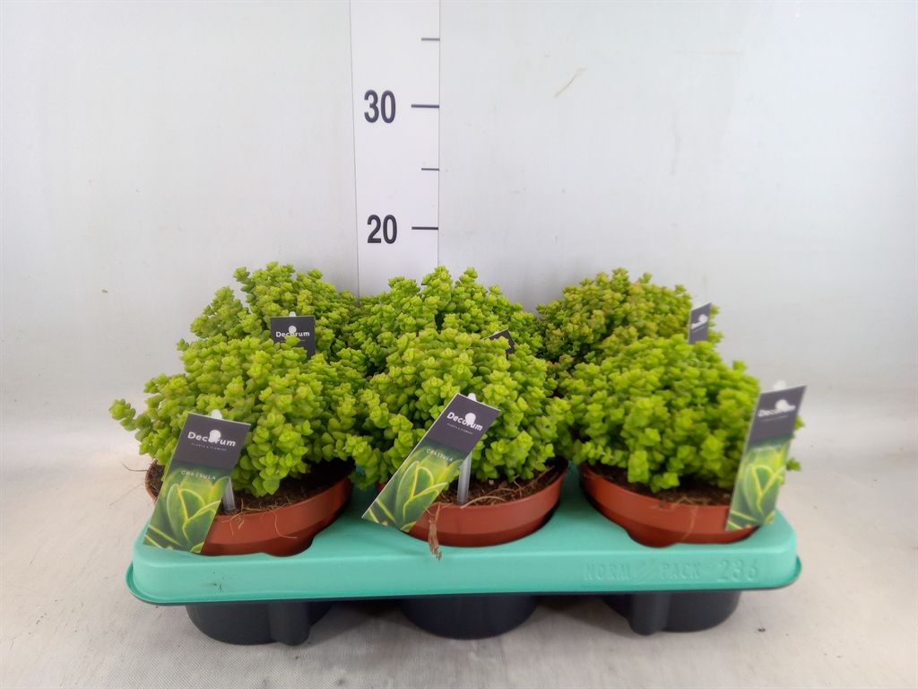 Горшечные цветы и растения оптом Crassula   ... от 6шт из Голландии с доставкой по России