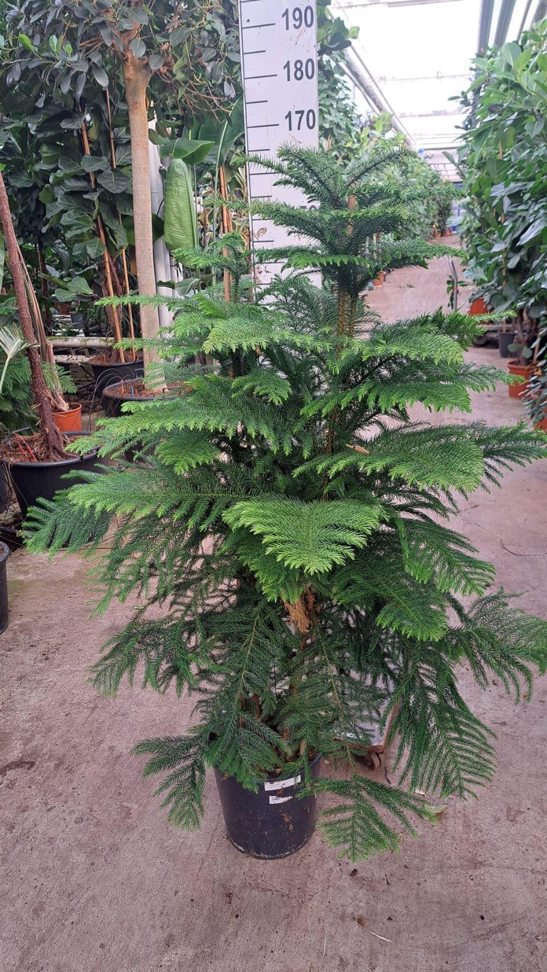 Горшечные цветы и растения оптом Araucaria от 1шт из Голландии с доставкой по России