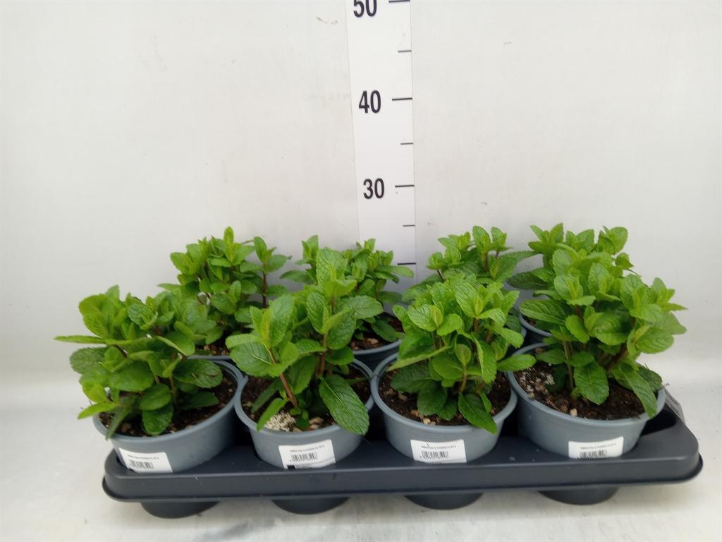 Горшечные цветы и растения оптом Mentha Piperita от 8шт из Голландии с доставкой по России