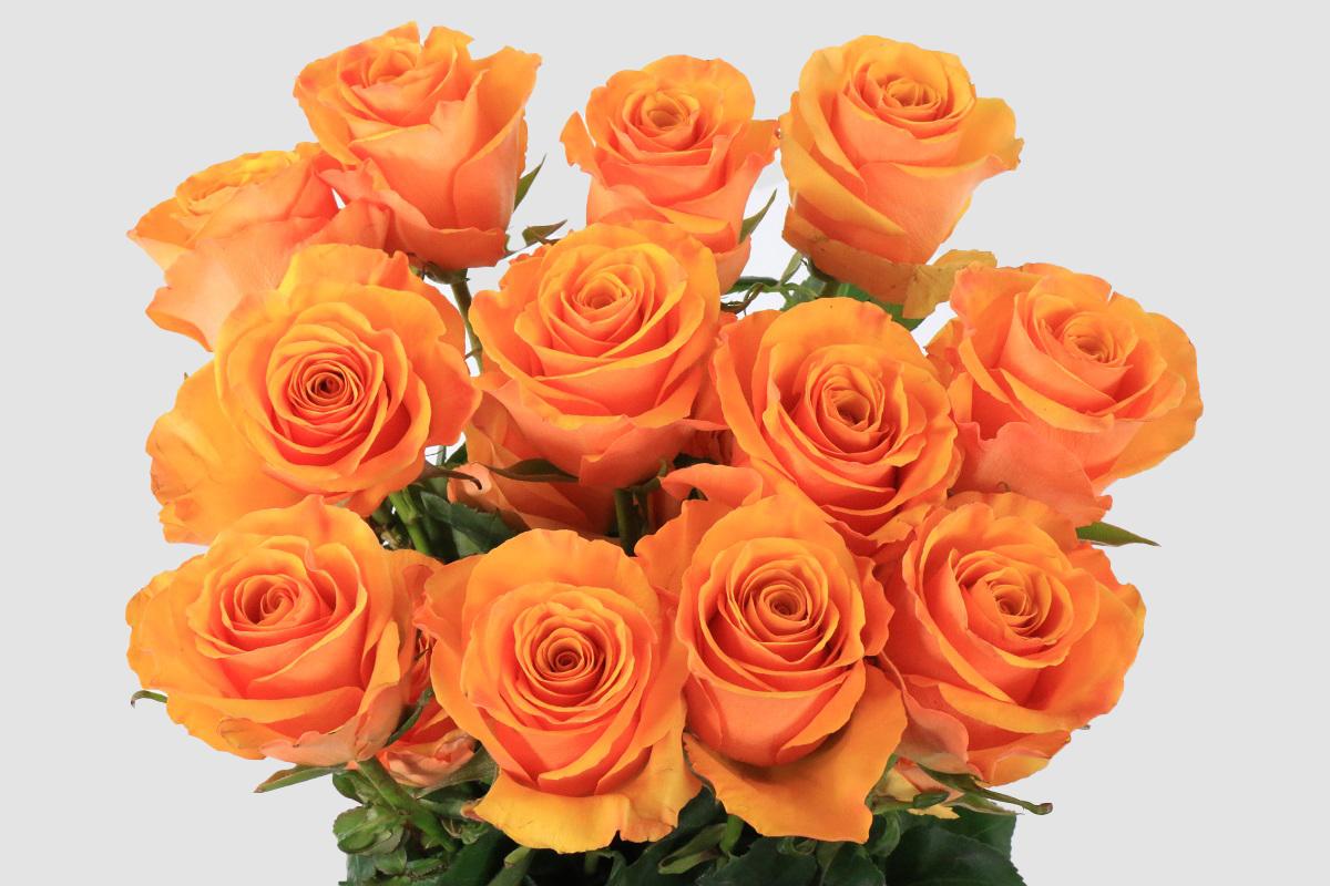 Срезанные цветы оптом Rosa ec tycoon от 125шт из Голландии с доставкой по России