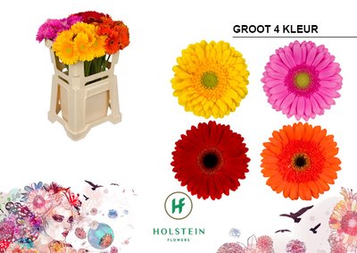 Срезанные цветы оптом Gerbera mix 4 colours от 40шт из Голландии с доставкой по России