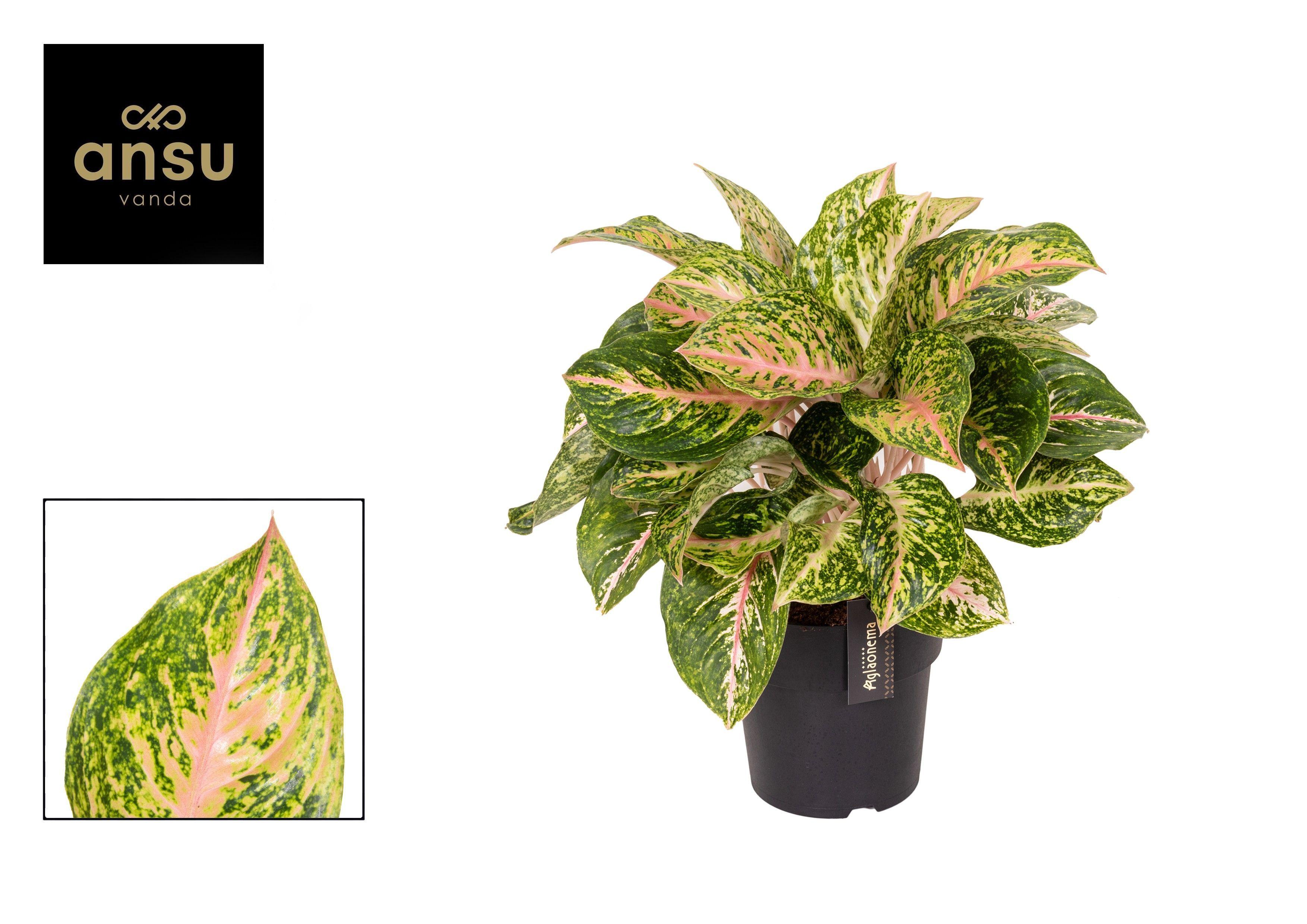 Горшечные цветы и растения оптом Aglaonema Forest Pink от 3шт из Голландии с доставкой по России