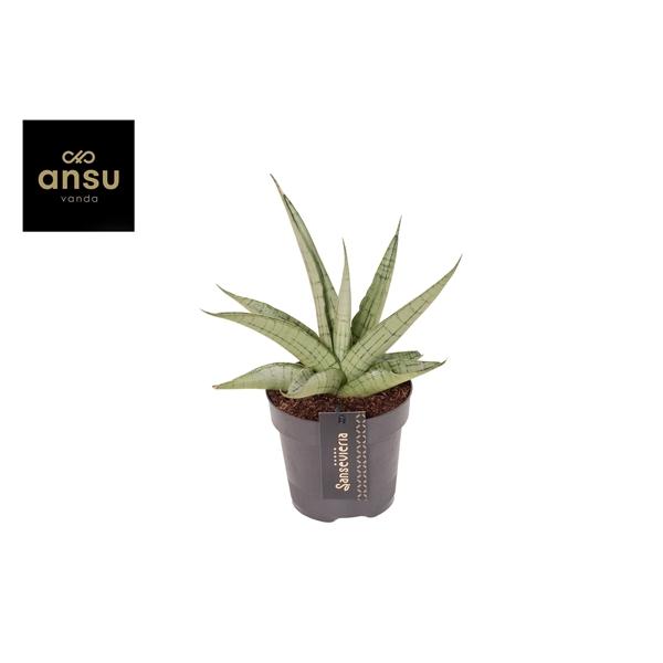 Горшечные цветы и растения оптом Sansevieria Comet Pastel Grey No. 3 от 10шт из Голландии с доставкой по России