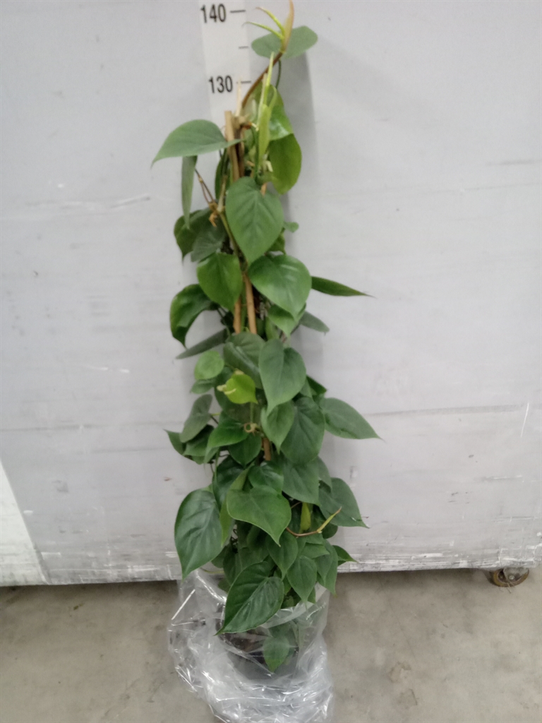 Горшечные цветы и растения оптом Philodendron Scand. от 1шт из Голландии с доставкой по России