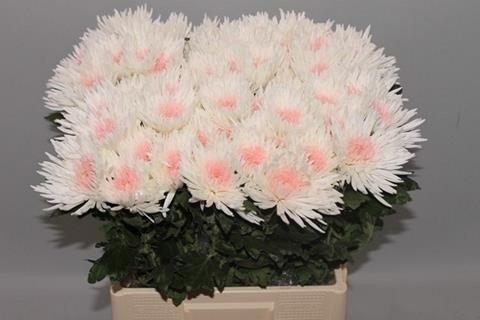 Срезанные цветы оптом Chrys bl paint anastasia white-pink eye от 60шт из Голландии с доставкой по России
