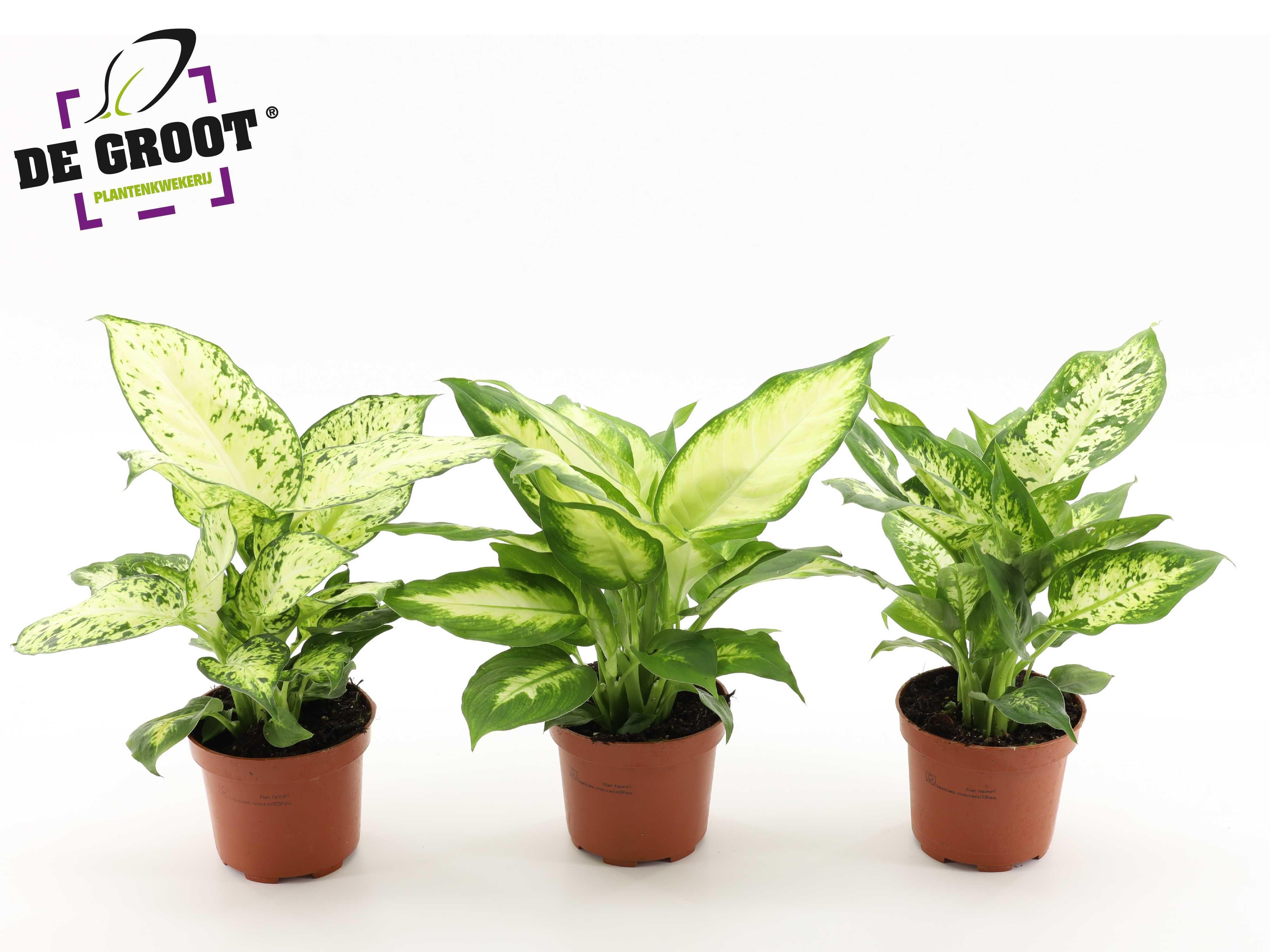 Горшечные цветы и растения оптом Dieffenbachia Mix A от 10шт из Голландии с доставкой по России