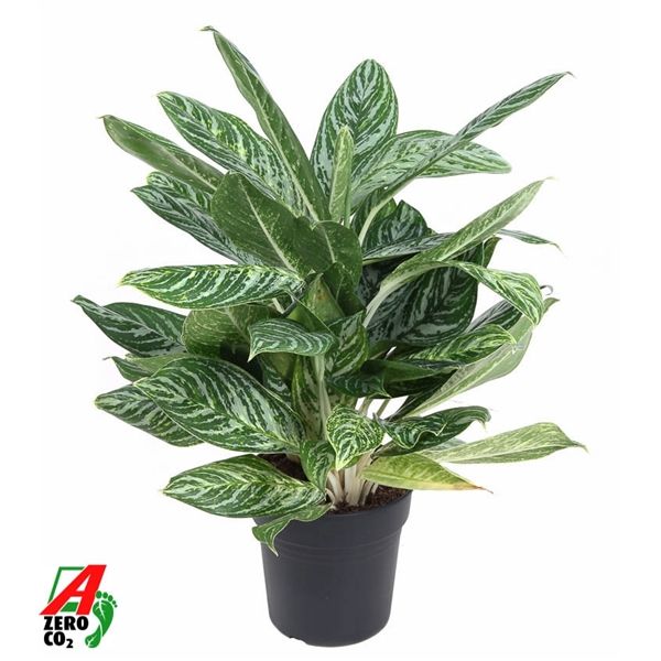 Горшечные цветы и растения оптом Aglaonema Golden Madonna от 1шт из Голландии с доставкой по России