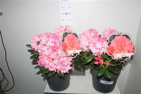 Горшечные цветы и растения оптом Rhod Rhodo Red Kalinka Outdoor от 1шт из Голландии с доставкой по России