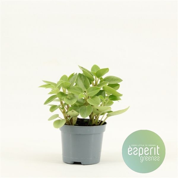 Горшечные цветы и растения оптом Peperomia Pixie Variegated Lime от 21шт из Голландии с доставкой по России