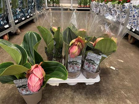 Горшечные цветы и растения оптом ** Medin Candy 1 Flower * Spring Deal * от 6шт из Голландии с доставкой по России