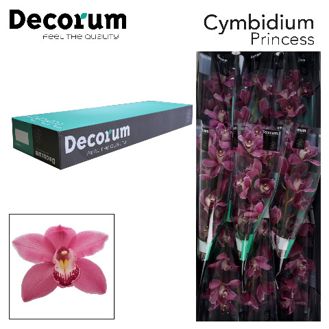 Срезанные цветы оптом Cymbidium pink may monique princess A от 10шт из Голландии с доставкой по России