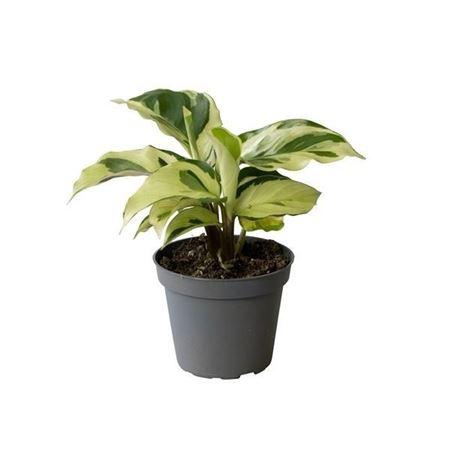 Горшечные цветы и растения оптом Calathea Yellow Miracle 6 Cm от 12шт (для телеги) из Голландии с доставкой по России
