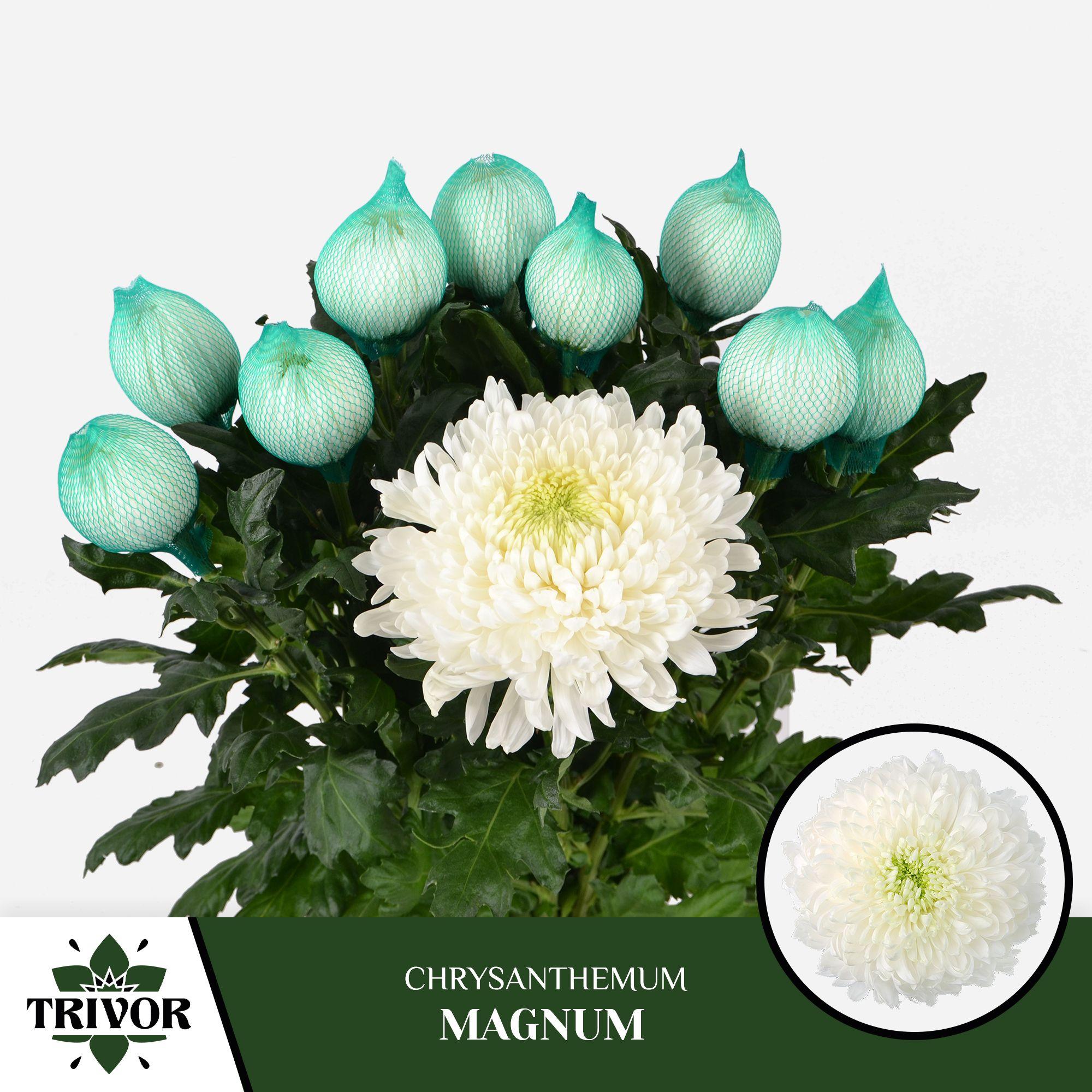 Срезанные цветы оптом Chrys bl magnum от 60шт из Голландии с доставкой по России