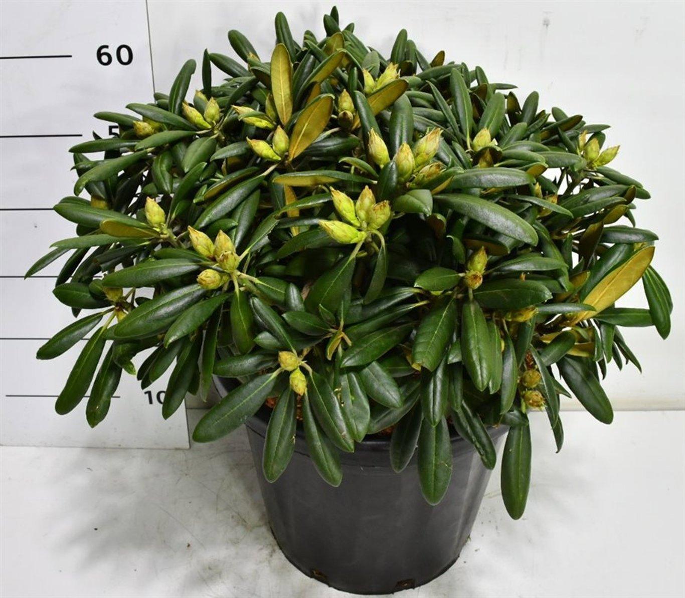 Горшечные цветы и растения оптом Rhododendron (y) Kalinka от 1шт из Голландии с доставкой по России