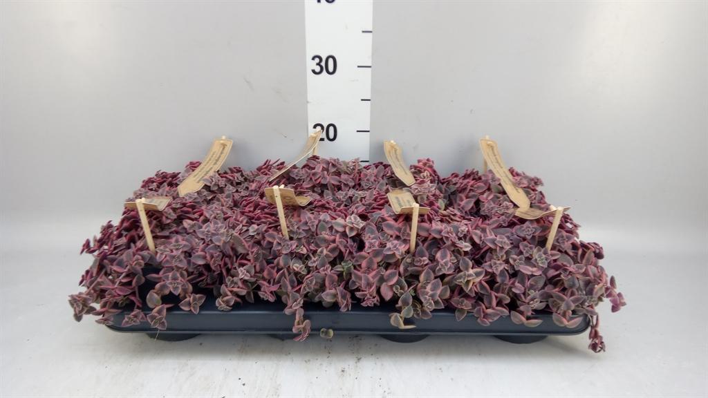 Горшечные цветы и растения оптом Crassula Marginalis от 8шт из Голландии с доставкой по России