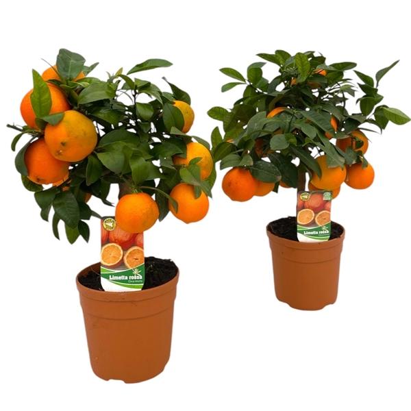 Горшечные цветы и растения оптом Citrus Limetta Rossa от 6шт (для телеги) из Голландии с доставкой по России