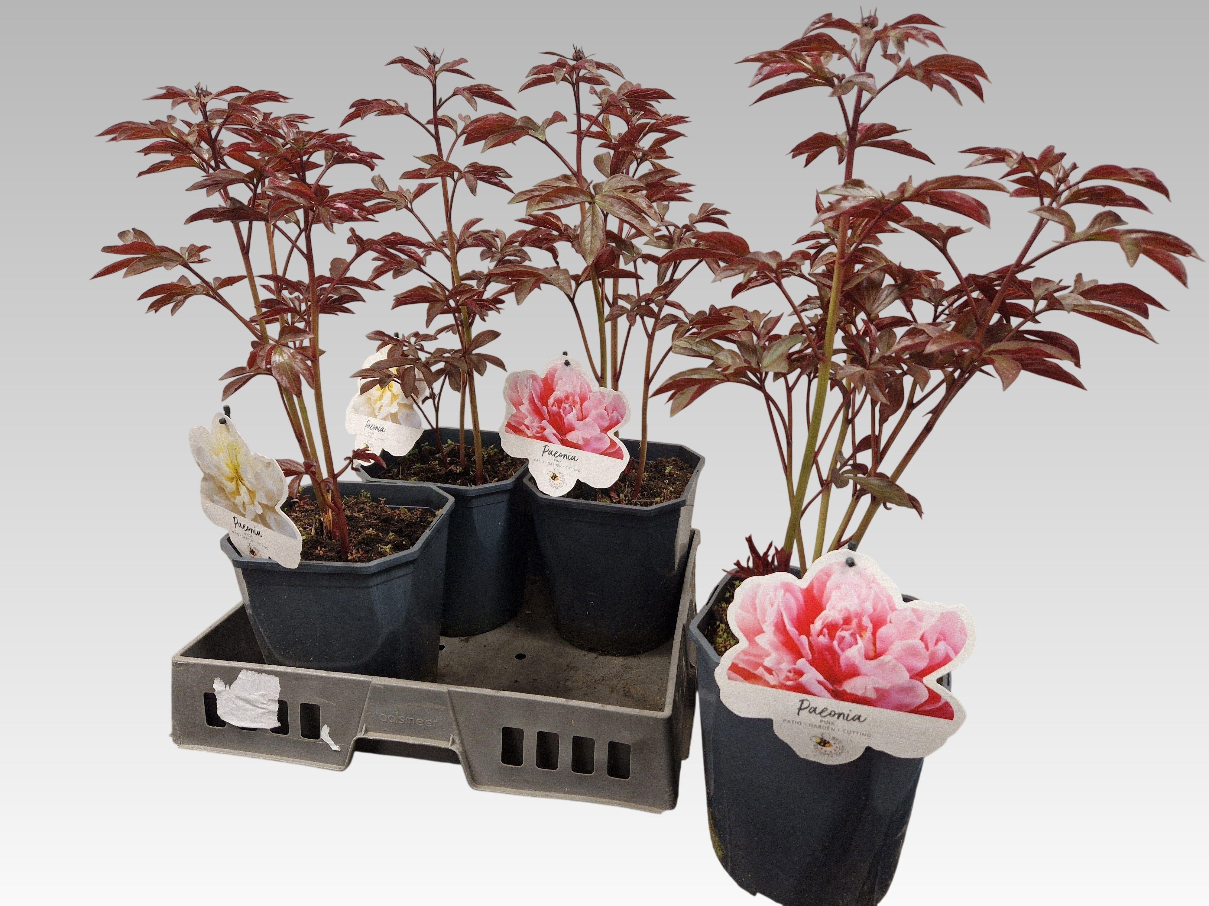 Горшечные цветы и растения оптом Paeonia L Gem от 4шт из Голландии с доставкой по России