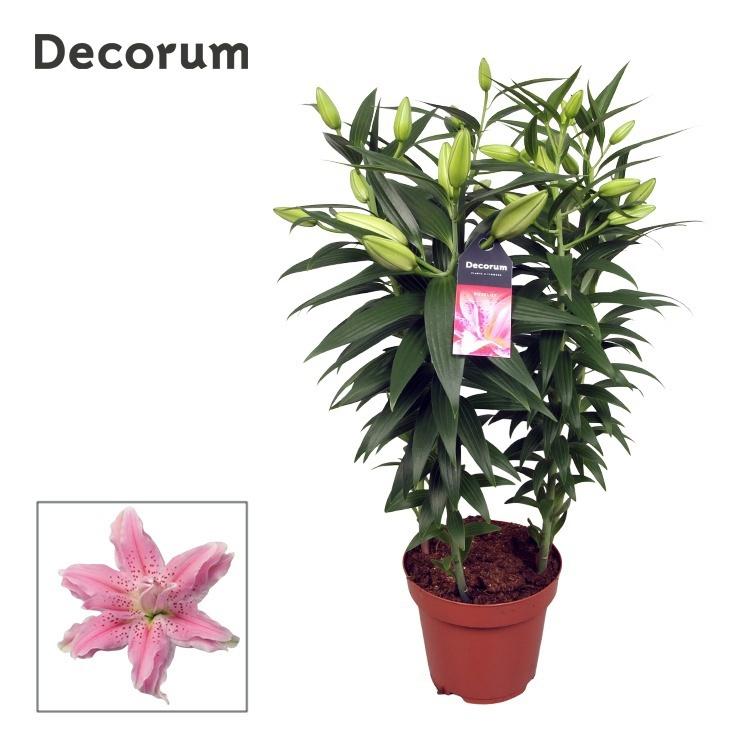 Горшечные цветы и растения оптом Lilium Or Roselily Azra (decorum) от 5шт из Голландии с доставкой по России