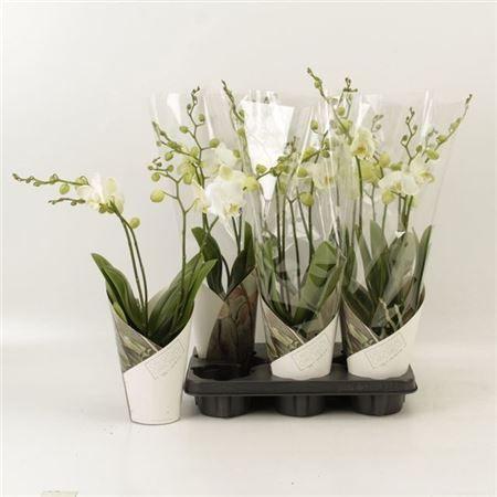 Горшечные цветы и растения оптом Phal An Inverness 4 Branches 30+ от 6шт из Голландии с доставкой по России