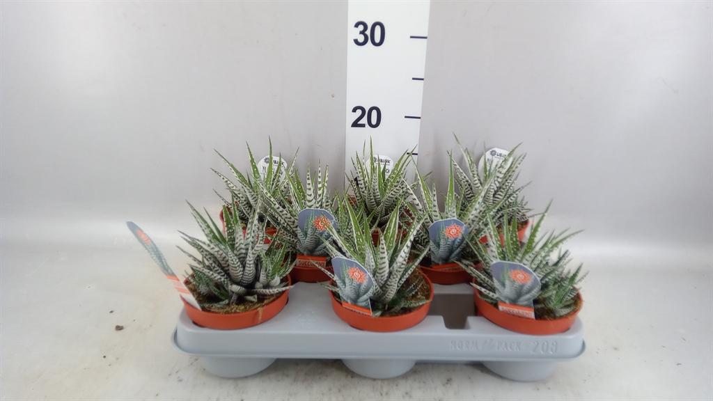 Горшечные цветы и растения оптом Haworthia Fasciata alba от 8шт из Голландии с доставкой по России