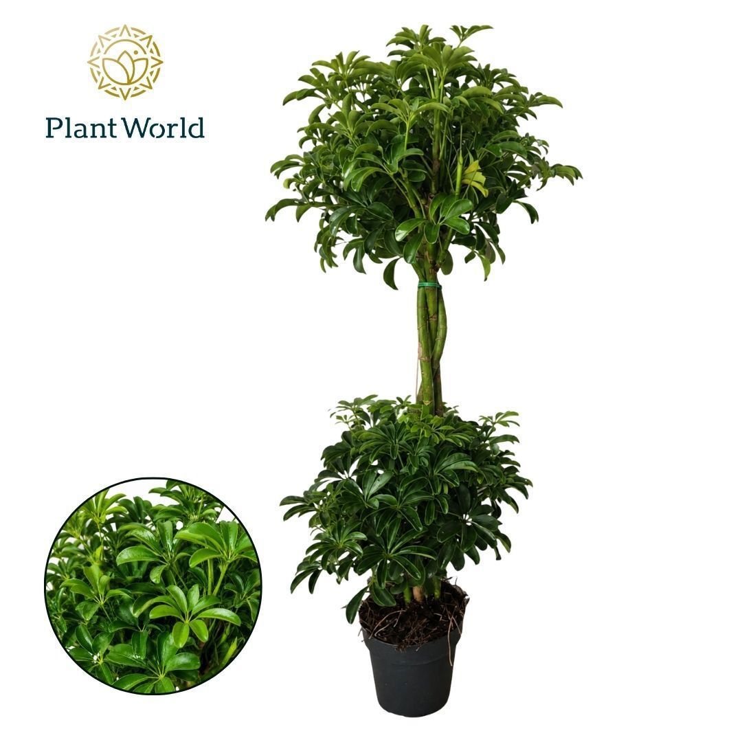 Горшечные цветы и растения оптом Schefflera Luseana Duo Bol от 3шт из Голландии с доставкой по России