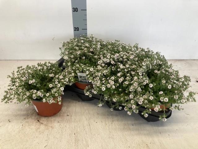 Горшечные цветы и растения оптом Gyps Cerastioides от 7шт из Голландии с доставкой по России