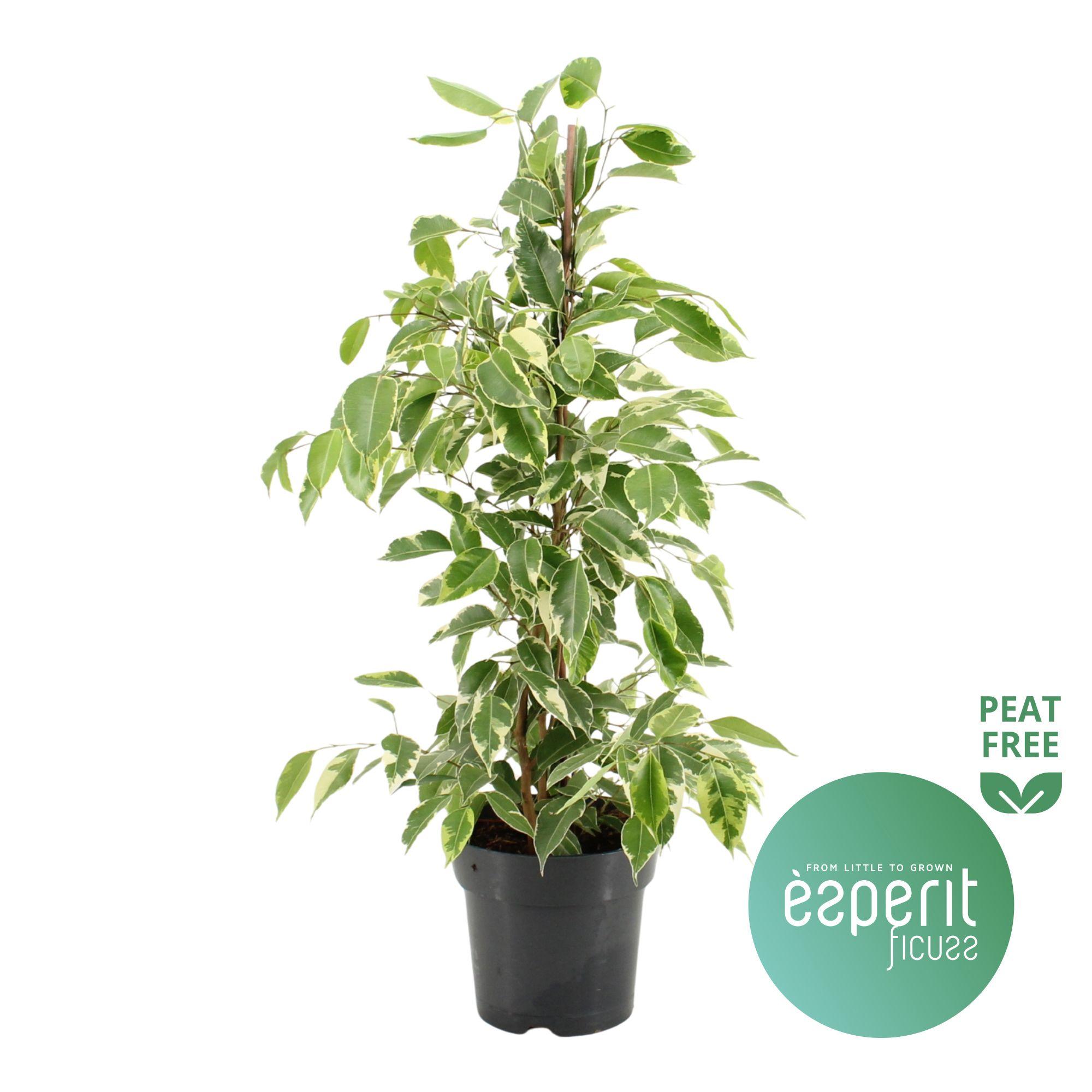 Горшечные цветы и растения оптом Ficus Be Golden King от 6шт из Голландии с доставкой по России