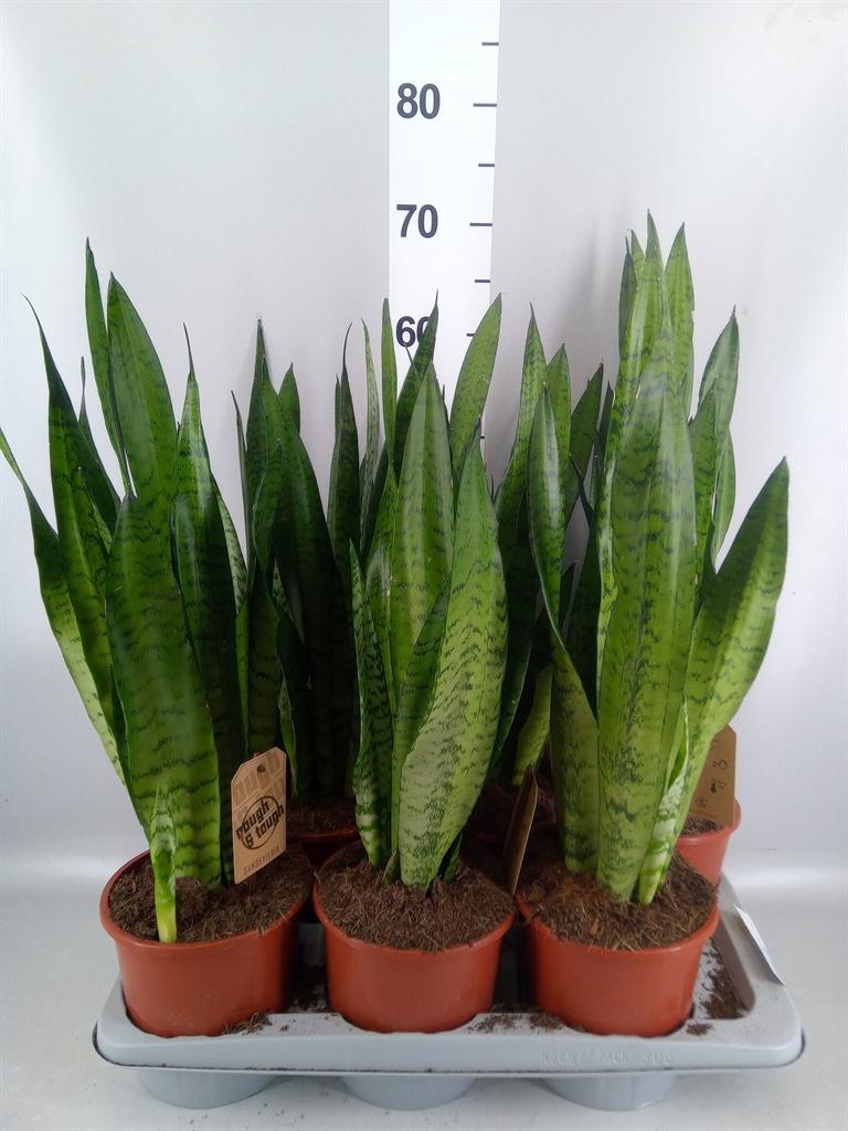 Горшечные цветы и растения оптом Sansevieria Zeylanica от 6шт из Голландии с доставкой по России