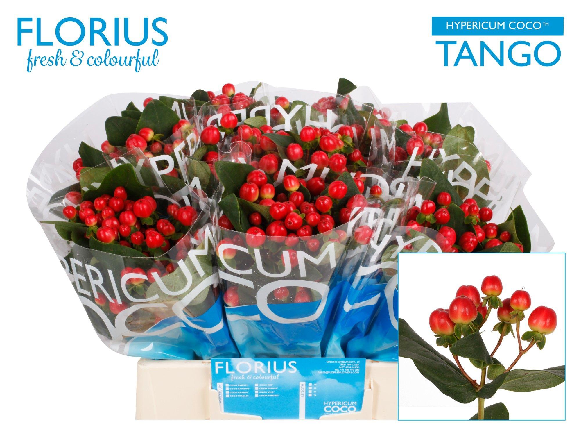 Срезанные цветы оптом Hypericum coco tango от 80шт из Голландии с доставкой по России