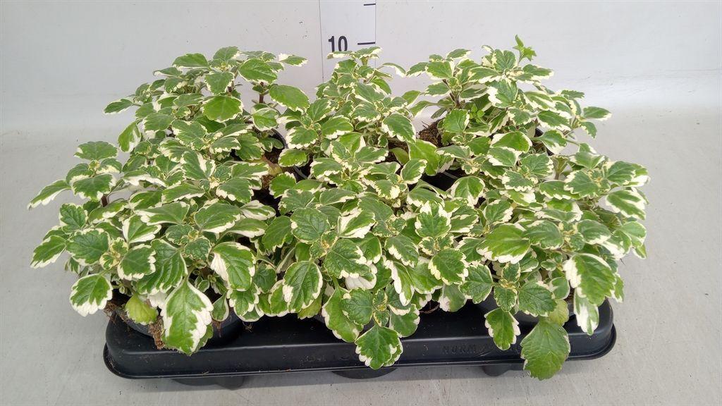 Горшечные цветы и растения оптом Plectranthus   ... от 6шт из Голландии с доставкой по России