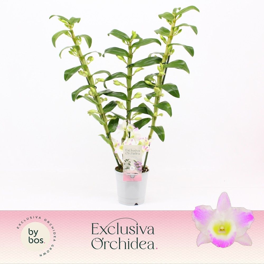 Горшечные цветы и растения оптом Den Nob 3st Pandora Exclusiva Orchidea от 6шт из Голландии с доставкой по России