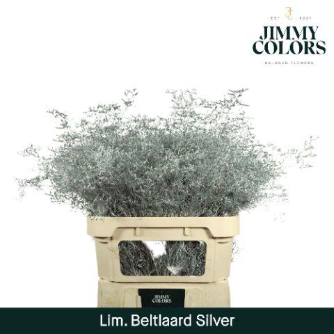 Срезанные цветы оптом Limonium beltlaard paint metallic silver от 25шт из Голландии с доставкой по России