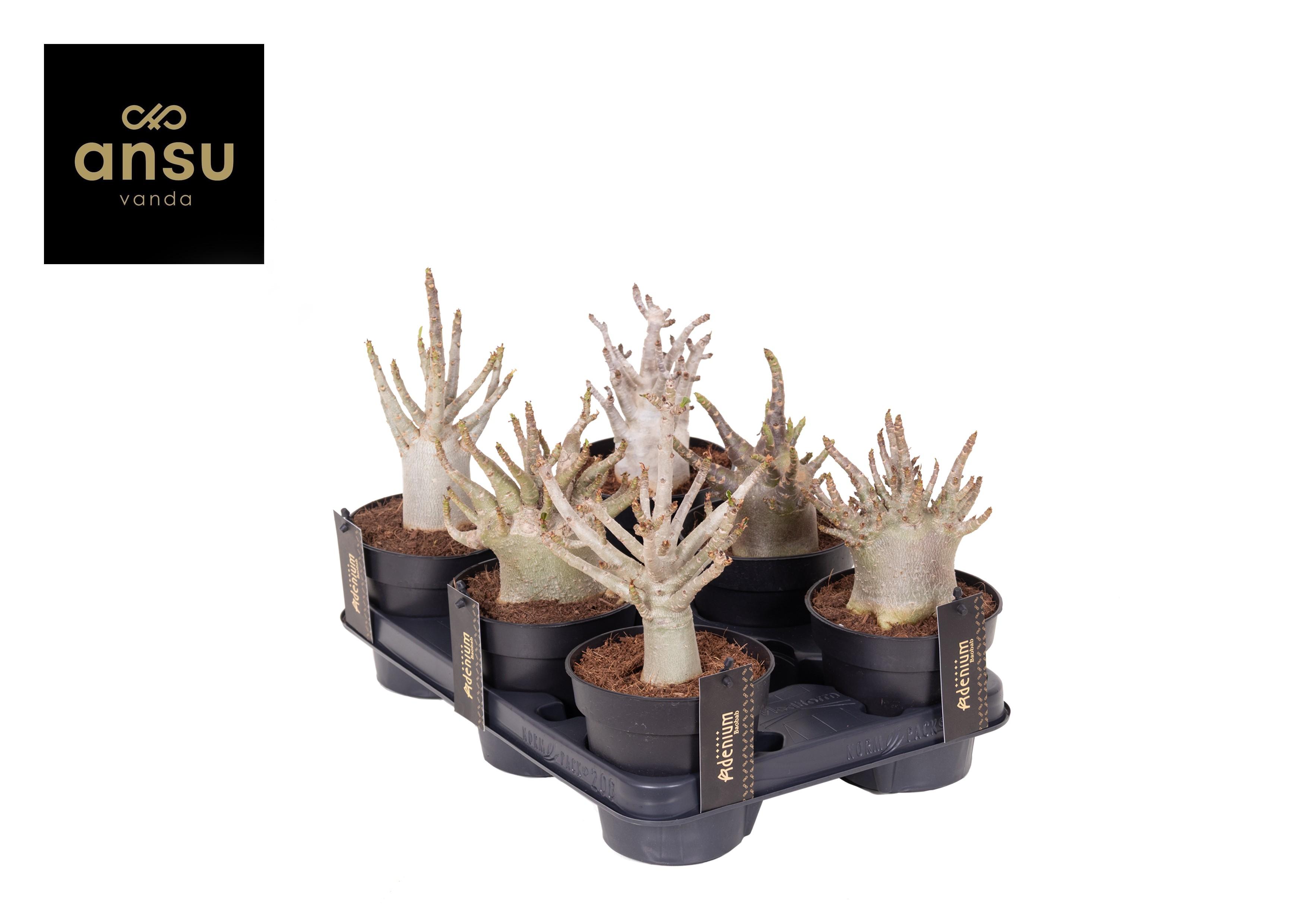 Горшечные цветы и растения оптом Aden Ansu Baobab от 6шт из Голландии с доставкой по России