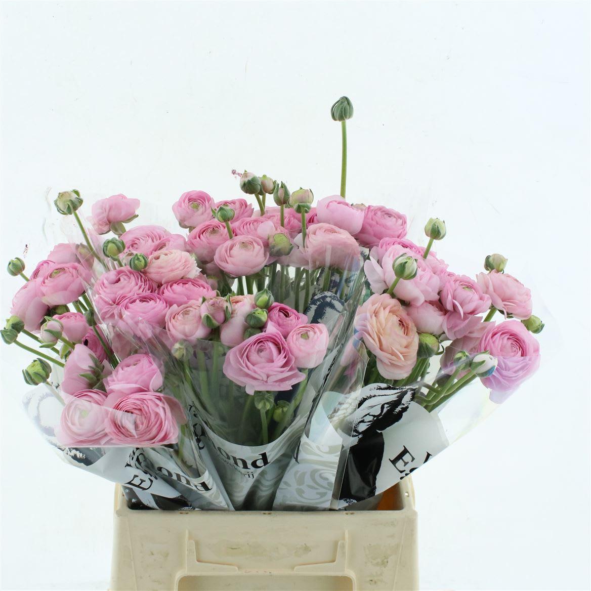 Срезанные цветы оптом Ranunculus aazur pink light от 60шт из Голландии с доставкой по России