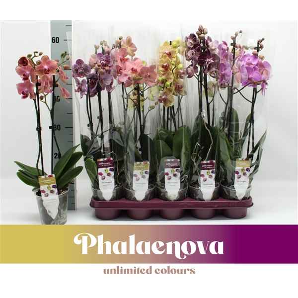 Горшечные цветы и растения оптом Phal 2st Taiwan Mix 18+ (phalaenova) от 10шт из Голландии с доставкой по России