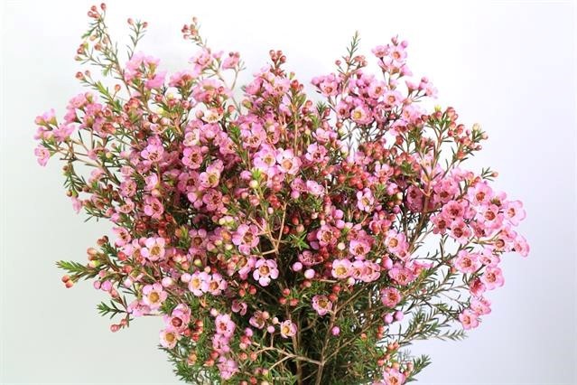 Срезанные цветы оптом Chamelaucium pink от 100шт из Голландии с доставкой по России