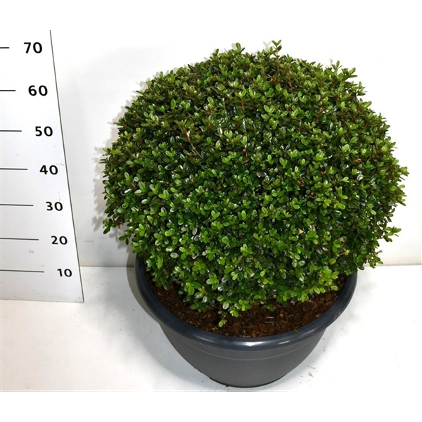 Горшечные цветы и растения оптом Rhododendron (aj) Amoenum от 1шт из Голландии с доставкой по России