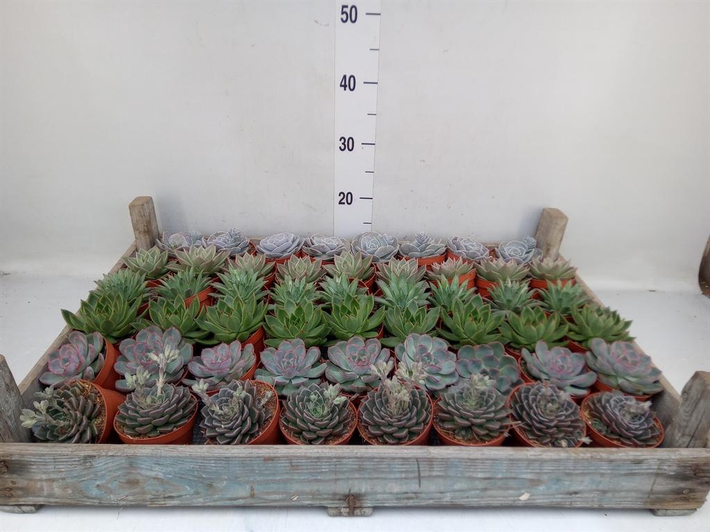 Горшечные цветы и растения оптом Echeveria   ... от 52шт (для телеги) из Голландии с доставкой по России