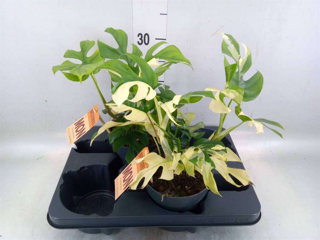 Горшечные цветы и растения оптом Rhaphidophora Tetrasperma от 2шт из Голландии с доставкой по России