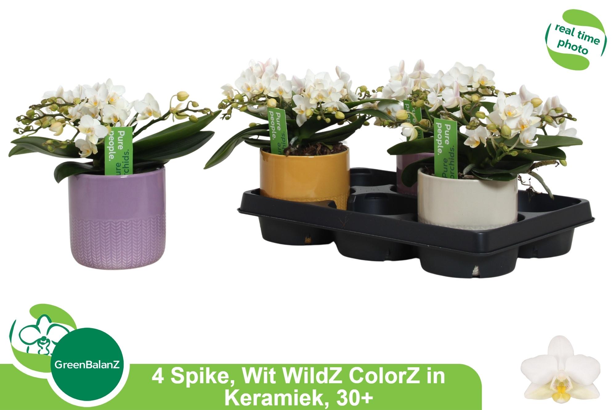 Горшечные цветы и растения оптом Phal Ov Wit 4 Branches Ceramic *spring Deal* от 3шт из Голландии с доставкой по России