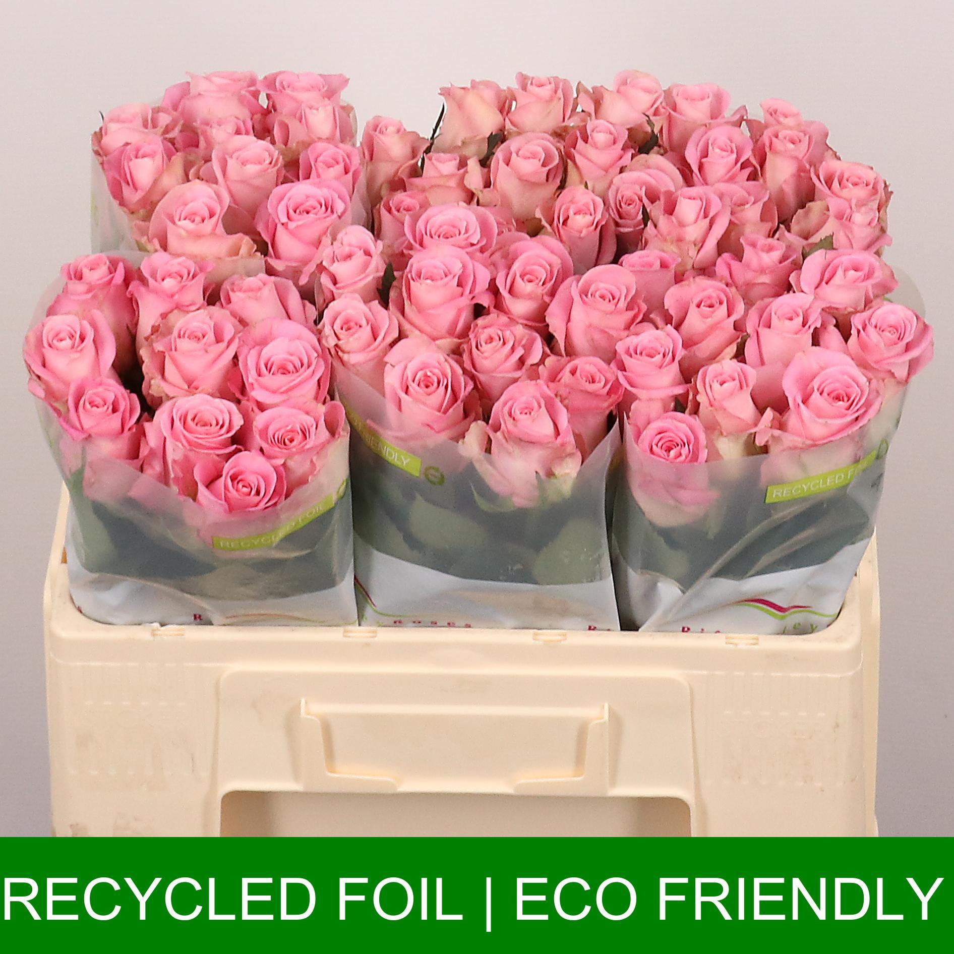 Срезанные цветы оптом Rosa large pink star от 60шт из Голландии с доставкой по России