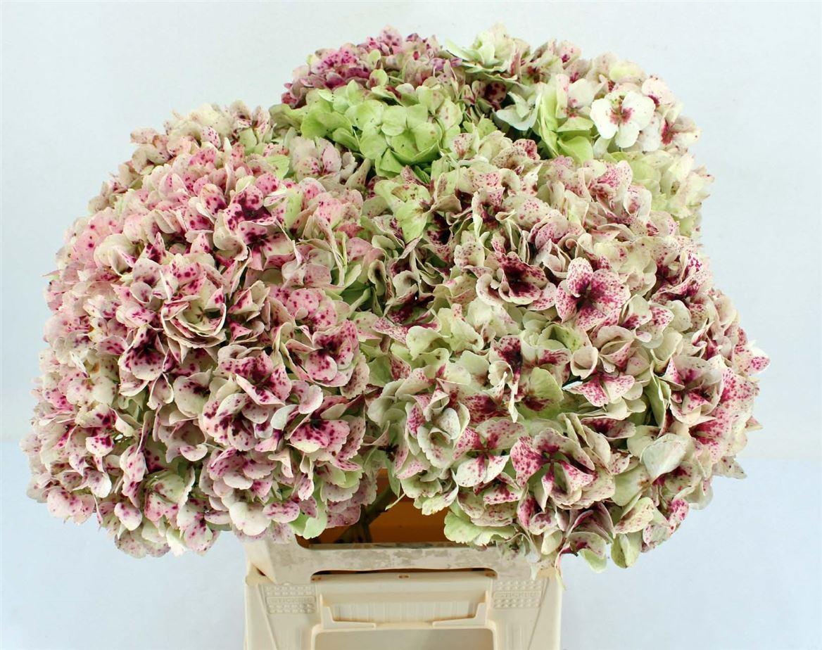 Срезанные цветы оптом Hydrangea green classic от 5шт из Голландии с доставкой по России