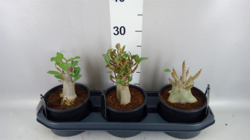 Горшечные цветы и растения оптом Adenium Nb ansu Baobab от 3шт из Голландии с доставкой по России