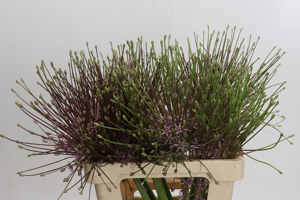 Срезанные цветы оптом Allium schubertii от 9шт. из Голландии с доставкой по России